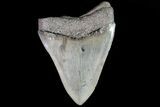 Bargain, Fossil Megalodon Tooth - Serrated Blade #81682-1